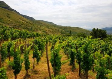 Export Of Wines From Republic Of Georgia To U.S. On The Rise