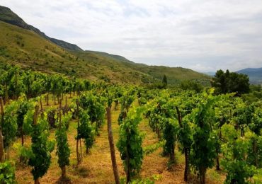 Forbes: ქართული ღვინის ექსპორტი ამერიკაში იზრდება