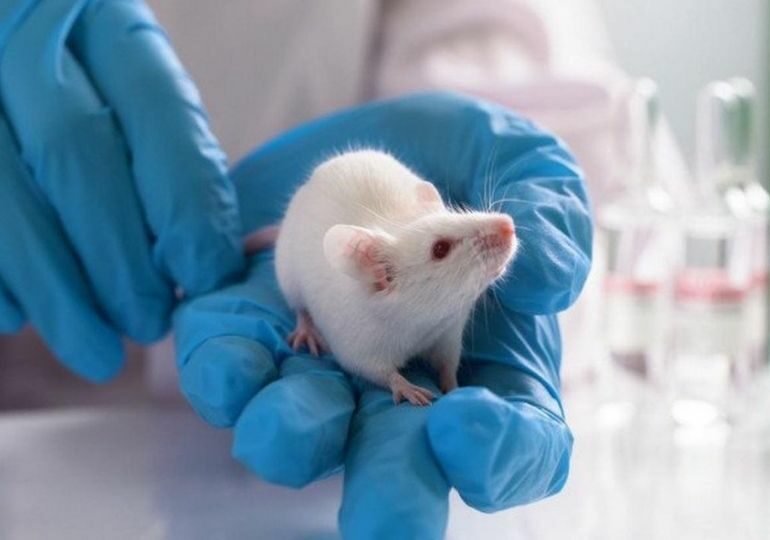 მეცნიერებმა პარალიზებულ თაგვებს ადამიანის ზურგის ტვინის 3D-იმპლანტები ჩაუდგეს