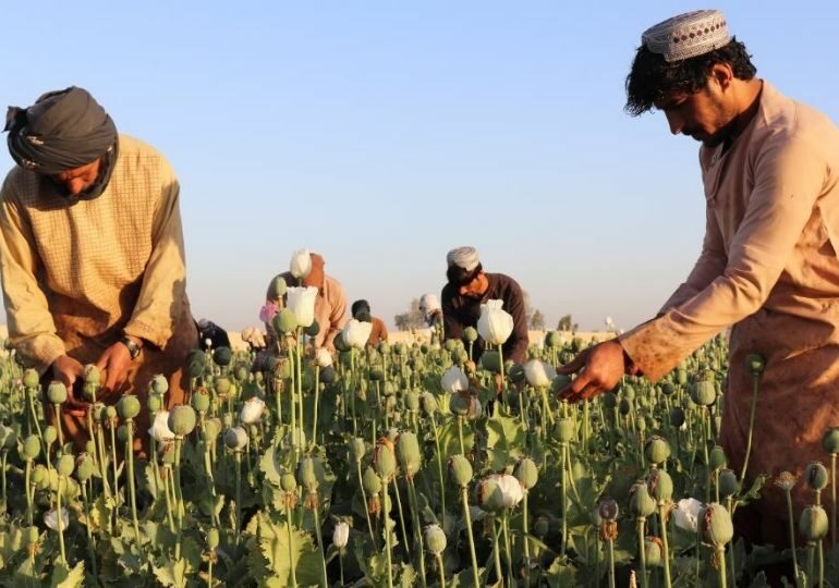 თალიბანმა ავღანეთში ნარკოტიკული მცენარეების კულტივირება აკრძალა