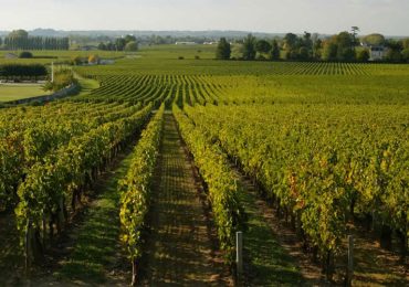 გვალვის მიუხედავად, საფრანგეთი ღვინის წარმოების ზრდას პროგნოზირებს