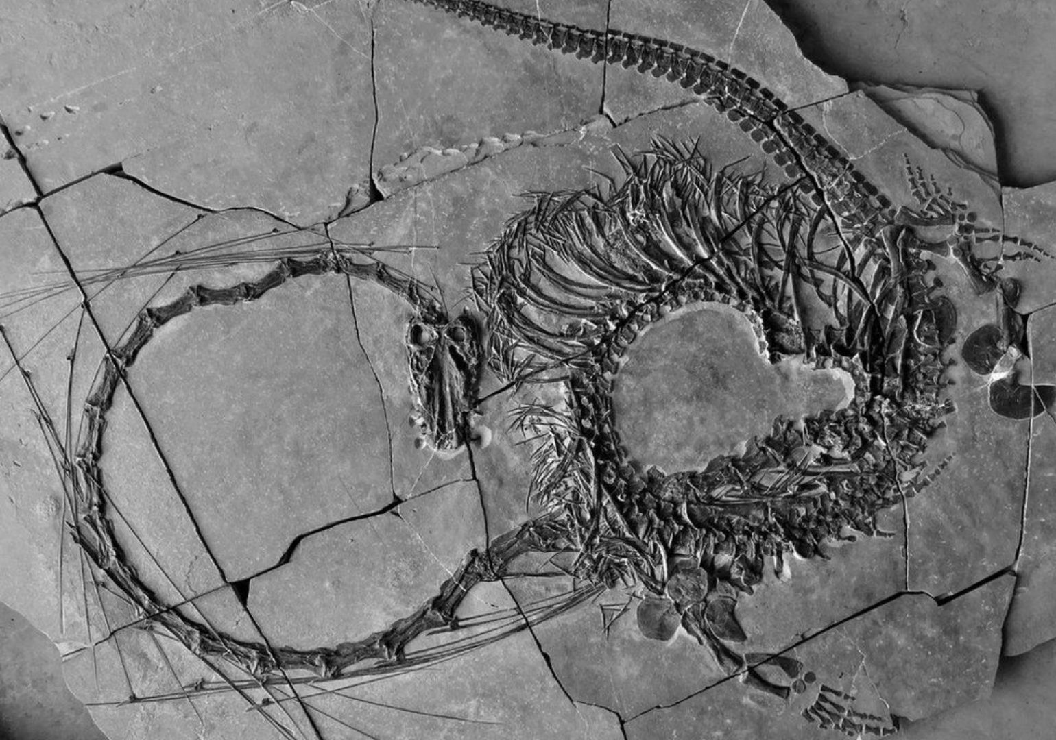ჩინეთში „დრაკონის“ 240 მილიონი წლის ნამარხი აღმოაჩინეს