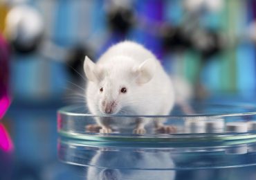 FT: დაბერების საწინააღმდეგო თერაპიამ თაგვების სიცოცხლე 25%-ით გაახანგრძლივა