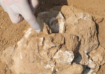 NU Team Contributes to Breakthrough Find of Early Human Jawbone in Georgia