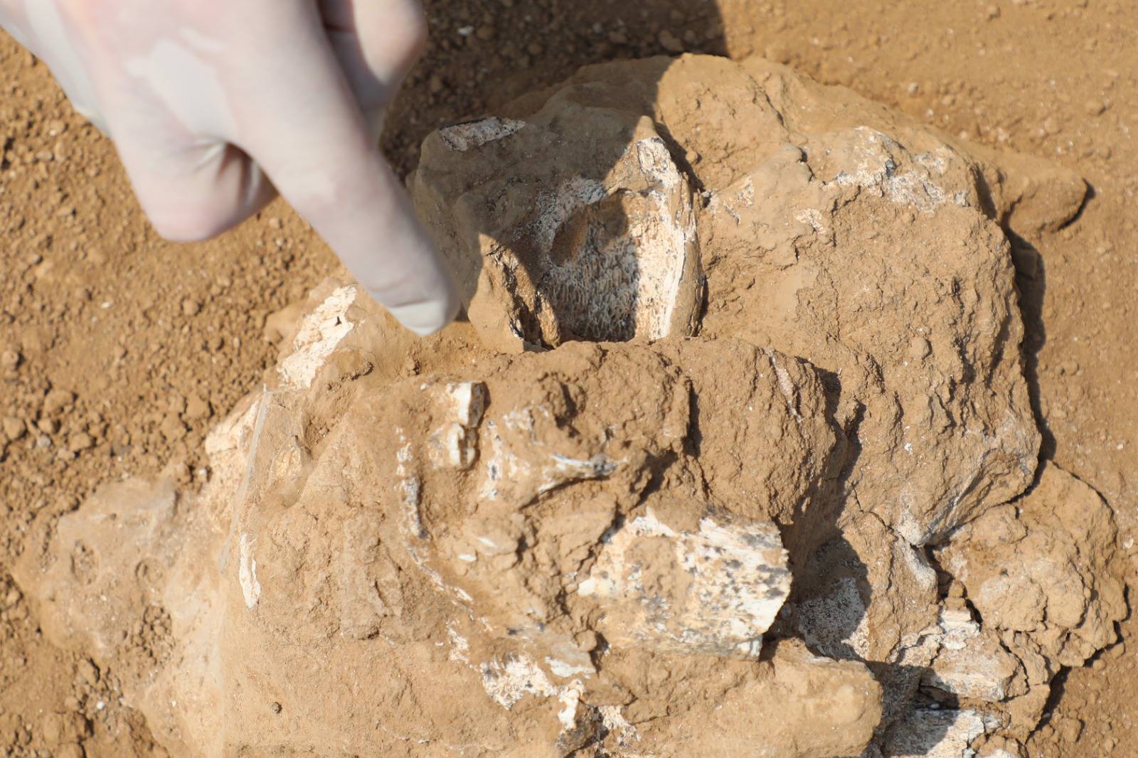 NU Team Contributes to Breakthrough Find of Early Human Jawbone in Georgia