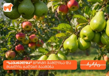 კომპანია სავანელმა გორში ხეხილის ბაღები გააშენა - მხარდამჭერი საქართველოს ბანკია