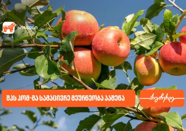 საქართველოს ბანკის მხარდაჭერით, შპს პომ-მა სამაცივრე მეურნეობა ააშენა