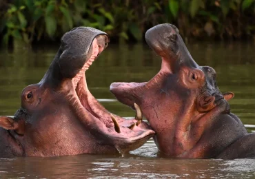 ინდოეთის უმდიდრესი ადამიანის შვილს ესკობარის „კოკაინის ბეჰემოთების“ გადარჩენა სურს