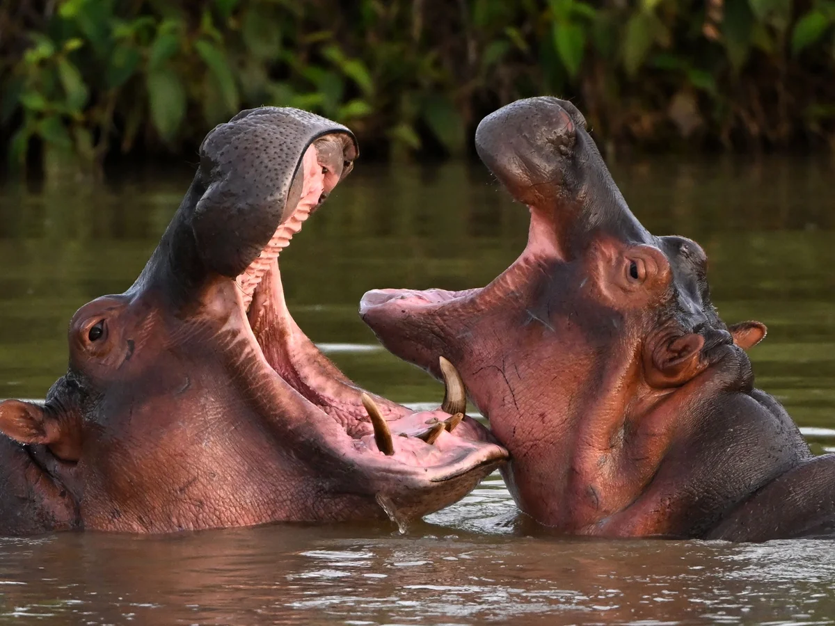 ინდოეთის უმდიდრესი ადამიანის შვილს ესკობარის „კოკაინის ბეჰემოთების“ გადარჩენაში დახმარება სურს